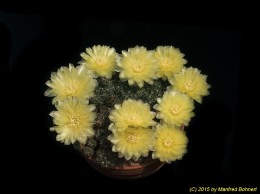 Gymnocalycium andreae 225